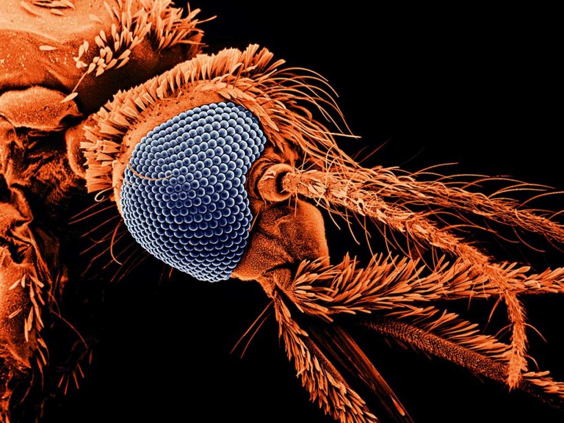Зубы комара фото под микроскопом